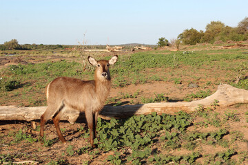 Wasserbock / Waterbuck / Kobus ellipsiprymnus