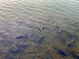 fish in the water