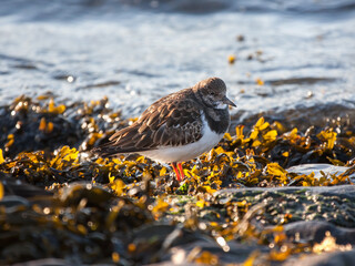 Turnstone (Arenaria interpres) in winter plumage on a beach amongst seaweed in Essex amongst seaweed in the UK © Chris Lawrence