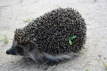 European teen hedgehog on the sand.