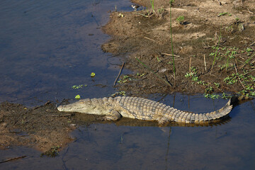Nilkrokodil / Nile crocodile / Crocodylus niloticus
