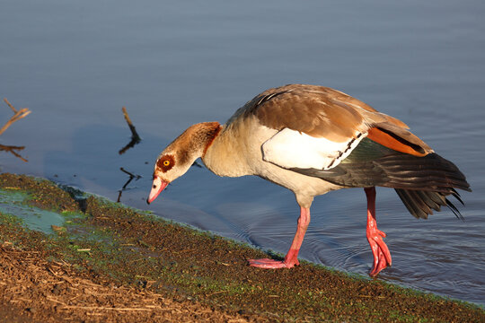 Nilgans / Egyptian goose / Alopochen aegyptiacus..
