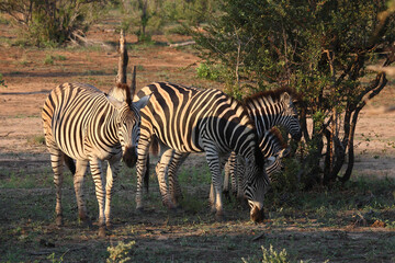 Steppenzebra / Burchell's zebra / Equus burchellii.