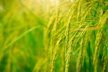 Selective focus on ear of rice. Green paddy field. Rice plantation. Organic rice farm in Asia. Rice price in the world market concept. Beautiful nature of farm land. Paddy field. Plant cultivation.