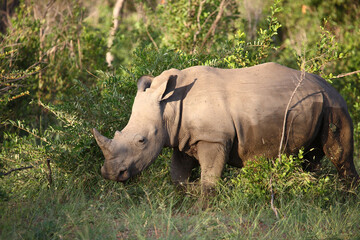 Fototapeta premium Breitmaulnashorn / Square-lipped rhinoceros / Ceratotherium Simum.