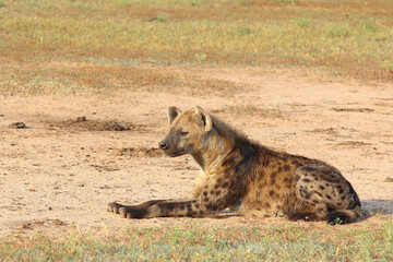 Obraz premium Tüpfelhyäne / Spotted hyaena / Crocuta crocuta..
