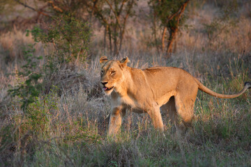 Obraz na płótnie Canvas Afrikanischer Löwe / African lion / Panthera leo.