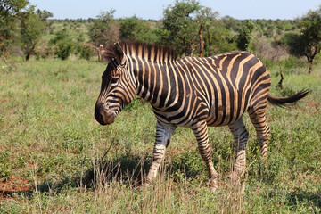 Steppenzebra / Burchell's zebra / Equus burchellii