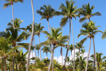 Fototapeta na wymiar Coconut palm trees on blue sky with white clouds background. Tropical beach, paradise nature