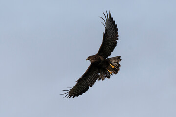Obraz premium Buse variable, .Buteo buteo, Common Buzzard