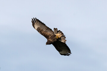 Buse variable, .Buteo buteo, Common Buzzard