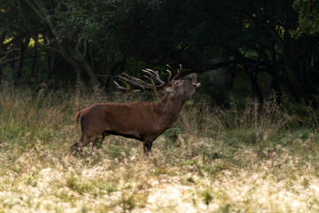 Cerf élaphe, cerf, brame, cervus elaphus