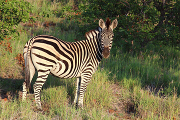 Steppenzebra / Burchell's zebra / Equus burchellii