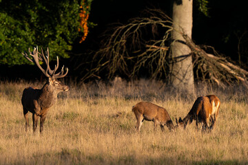 Cerf élaphe, cerf, brame, cervus elaphus