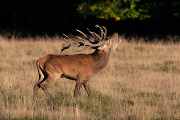 Cerf élaphe, cerf, brame, cervus elaphus