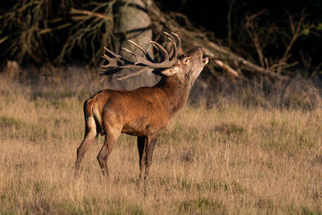 Cerf élaphe, cerf, brame, cervus elaphus