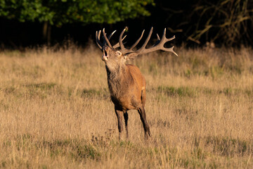 Cerf élaphe, cerf, brame, cervus elaphus