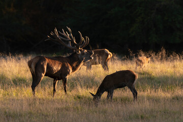 Cerf élaphe, cerf, brame, cervus elaphus