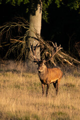 Cerf élaphe, cerf, brame, cervus elaphus