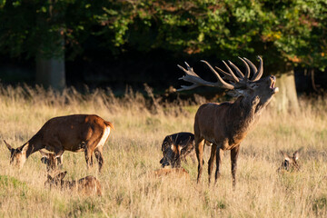 Cerf élaphe, biche, cerf, brame, cervus elaphus