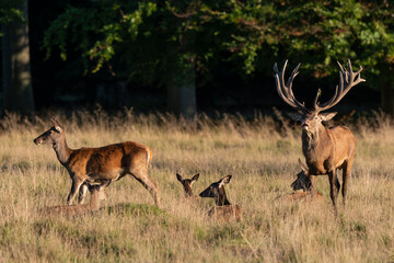 Cerf élaphe, biche, cerf, brame, cervus elaphus