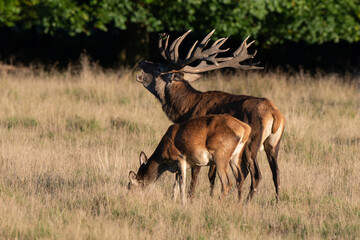 Cerf élaphe, biche, cerf, brame, cervus elaphus