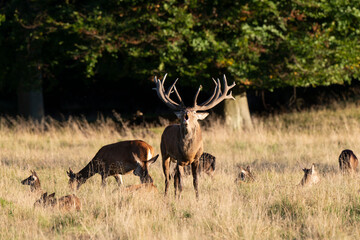 Cerf élaphe, biche, cerf, brame, cervus elaphus