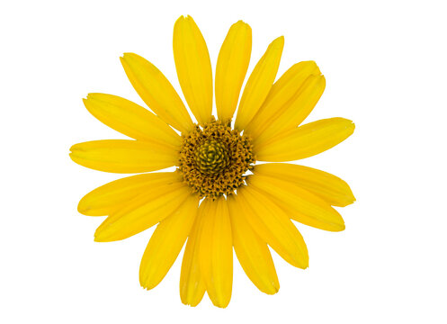 Wonderful Daisy (Gemswurz, Doronicum, Senecioneae) Isolated On White Background, Including Clipping Path.