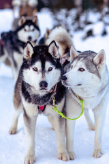 winter. harness of husky dogs. two dogs close up © Katsiaryna Tsiganok