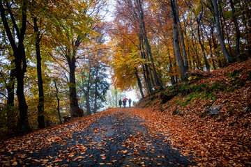 Trekking group in a woodland in autumn