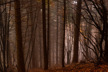 Spooky atmosphere in a woodland