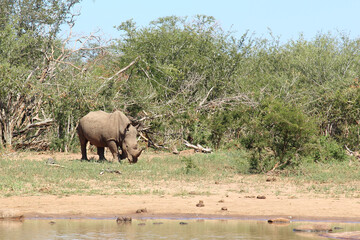 Naklejka premium Breitmaulnashorn / Square-lipped rhinoceros / Ceratotherium simum