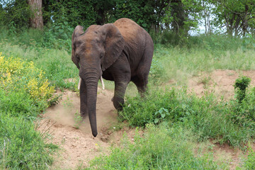 Fototapeta premium Afrikanischer Elefant / African elephant / Loxodonta africana.