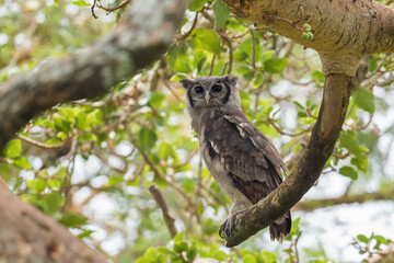 Verreaux's Eagle Owl - Bubo lacteus, portrait of beautiful large owl from African forests and woodlands, Queen Elizabeth National Park, Uganda.