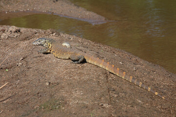 Nilwaran / Nile monitor / Varanus niloticus