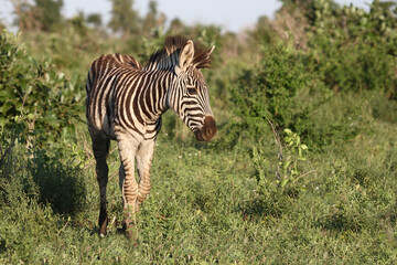 Steppenzebra / Burchell's zebra / Equus burchellii.