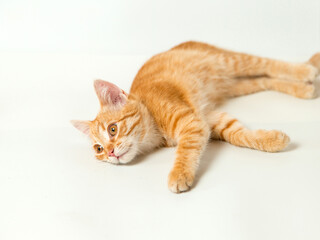 Fototapeta na wymiar Cute red kitten on a white background. Playful and funny pet. Copy space.