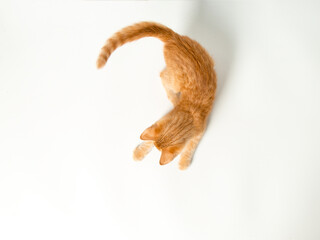 Cute red kitten on a white background. Playful and funny pet. Copy space.