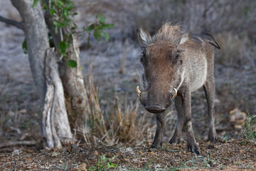 Warzenschwein / Warthog / Phacochoerus africanus