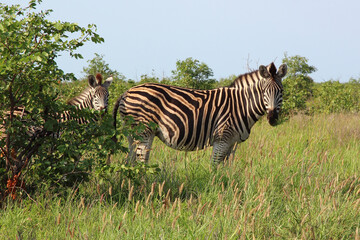 Steppenzebra / Burchell's zebra / Equus burchellii