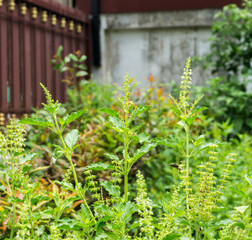 Basil leaves in the herb garden, Thai herb