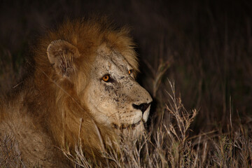 Obraz na płótnie Canvas Afrikanischer Löwe / African lion / Panthera leo....