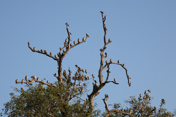 Lappenstar / Wattled starling / Creatophora cinerea..