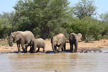 Obraz premium Afrikanischer Elefant / African elephant / Loxodonta africana