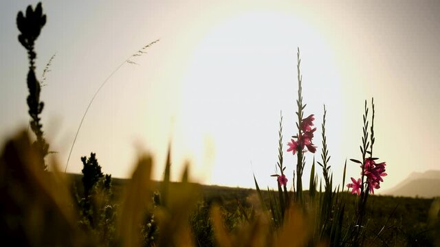 Stunning pink lily in fynbos stands out against sunset in background, low angle shot