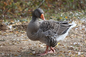 Hausgans