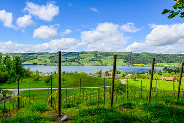 Gelfingen, Weinberg, Baldeggersee, Hitzkirch, Seetal, Schloss Heidegg, Wanderweg, Landwirtschaft, Spazierweg, Frühling, Schweiz