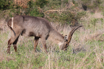 Wasserbock / Waterbuck / Kobus ellipsiprymnus