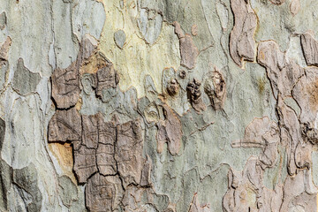 background of bark of old plane tree