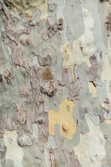 background of bark of old plane tree